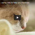 MEDITATE WITH KITTENS TO CALM YO-SELF TODAY!